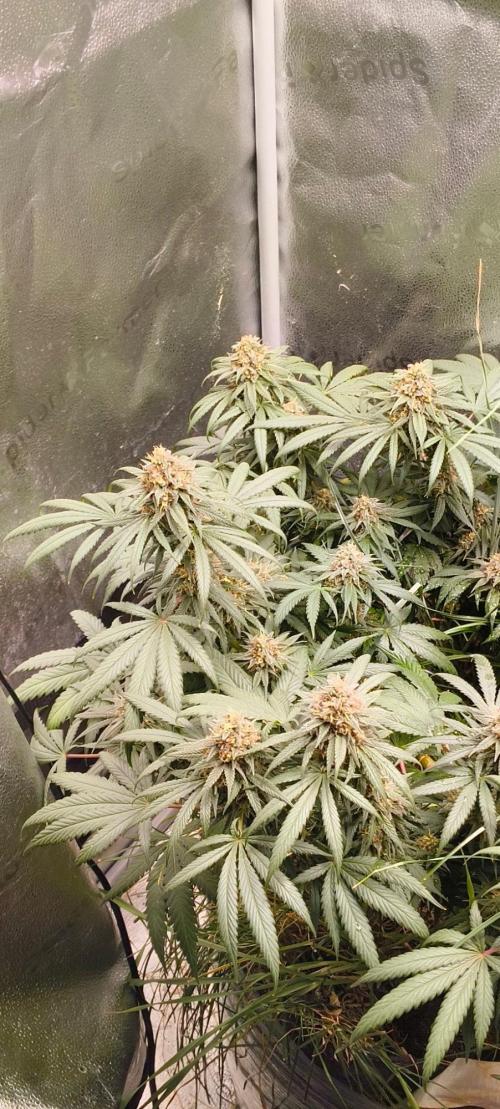 Sensi's Seed Drop 2026!. Week 16