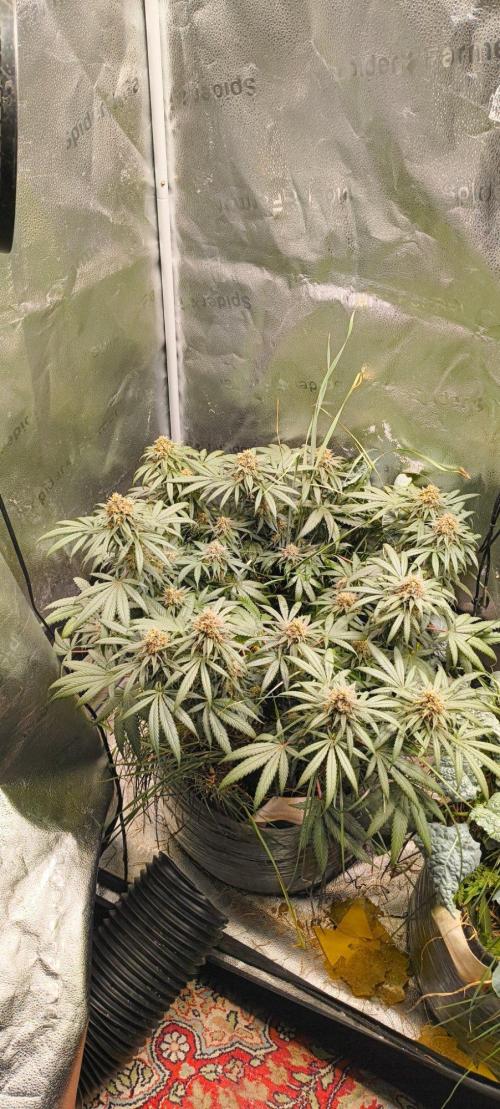 Sensi's Seed Drop 2026!. Week 16