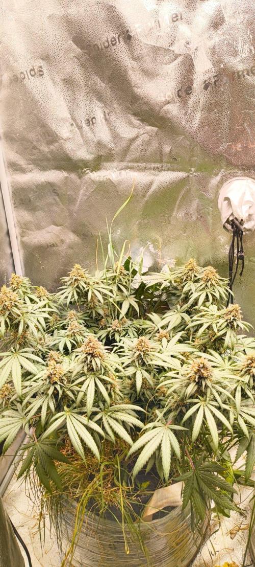 Sensi's Seed Drop 2026!. Week 17