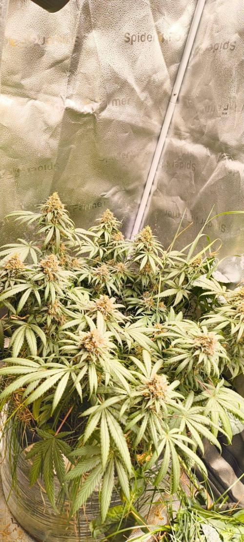 Sensi's Seed Drop 2026!. Week 17