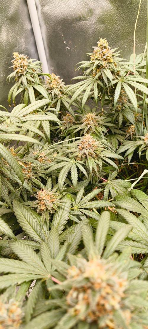 Sensi's Seed Drop 2026!. Week 17