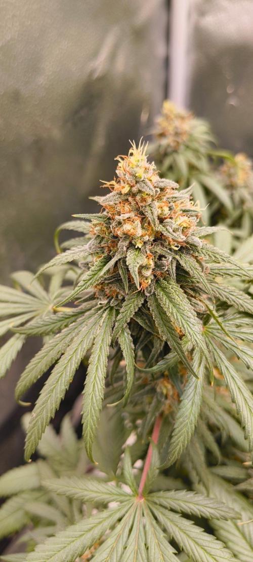 Sensi's Seed Drop 2026!. Week 17