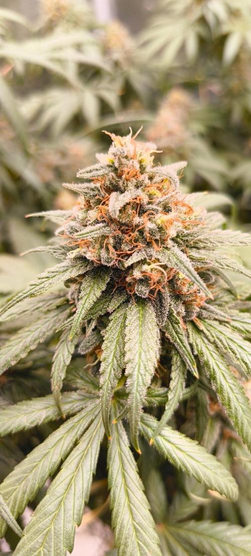 Sensi's Seed Drop 2026!. Week 17