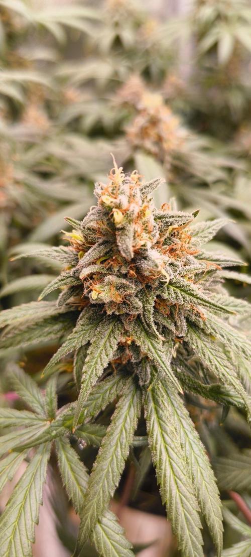 Sensi's Seed Drop 2026!. Week 17