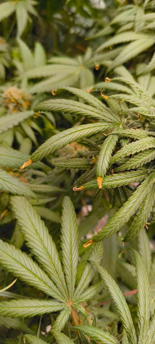 Sensi's Seed Drop 2026!. Week 17