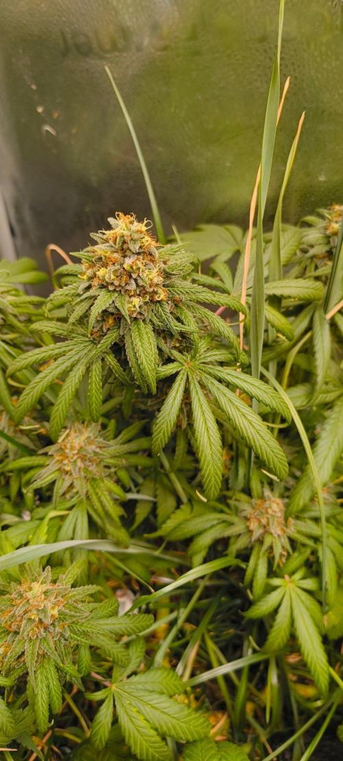 Sensi's Seed Drop 2026!. Week 18