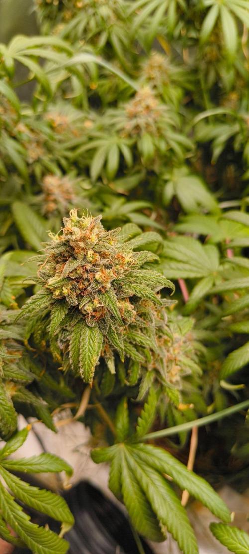 Sensi's Seed Drop 2026!. Week 18