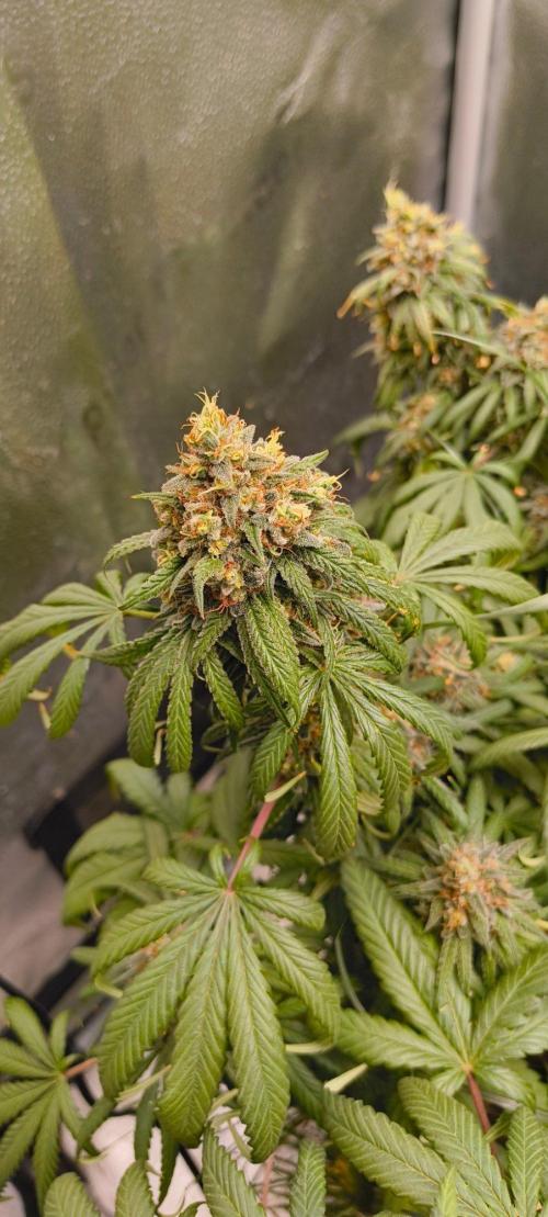 Sensi's Seed Drop 2026!. Week 18