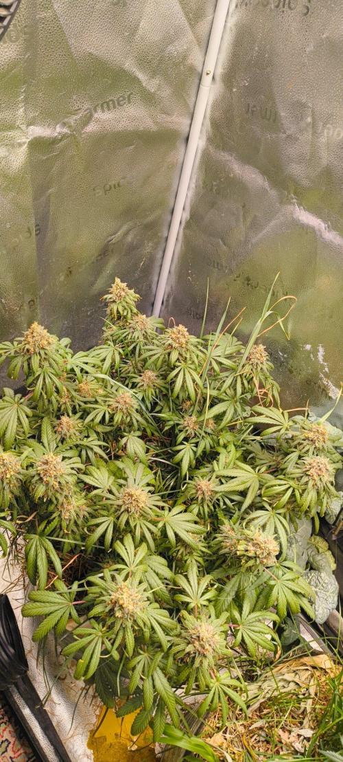 Sensi's Seed Drop 2026!. Week 18