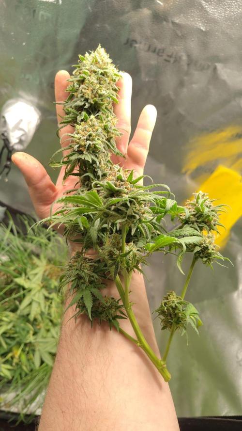 Sensi's Seed Drop 2026!. Week 19