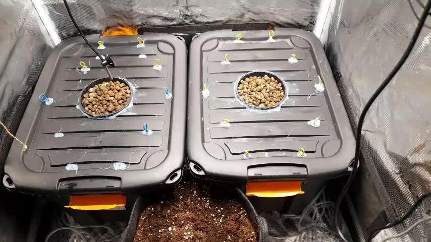 First try with my selfmade DWC