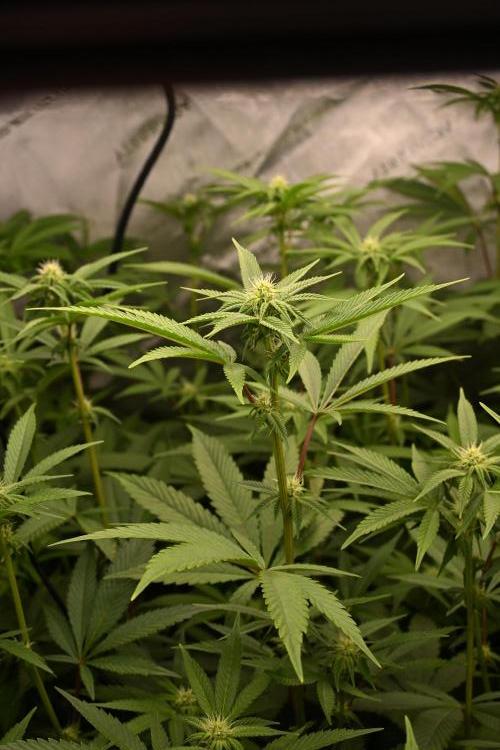 Ocean OG by Robin Hood Seeds - DWC. Week 3