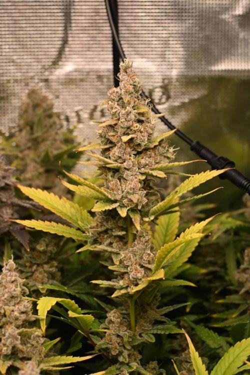 Mother Run! Ocean OG & Bubba Kush. Week 8