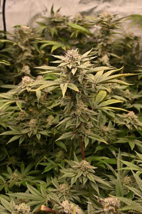 Ocean OG by Robin Hood Seeds - DWC. Week 7