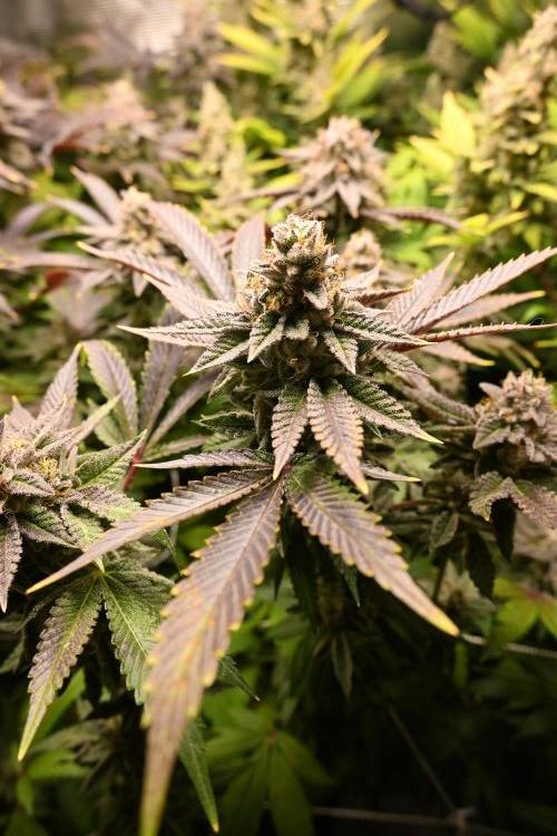 Mother Run! Ocean OG & Bubba Kush. Week 7
