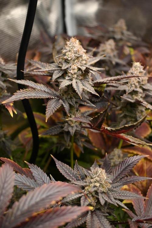 Mother Run! Ocean OG & Bubba Kush. Week 9