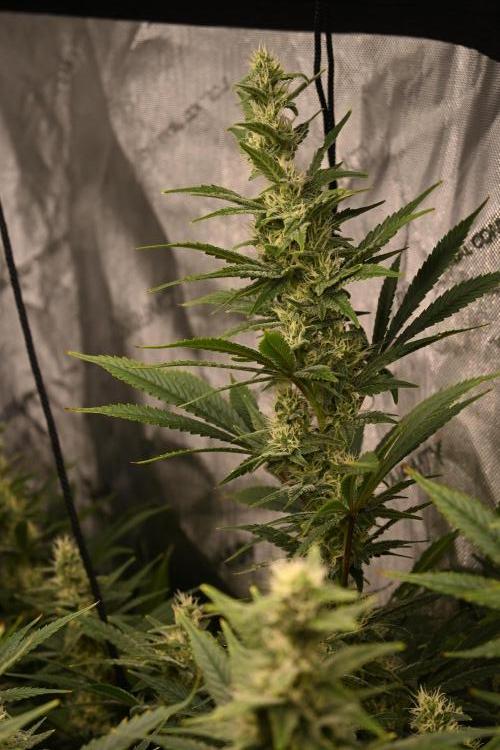 Bubba Kush by Seedsman - DWC. Week 9