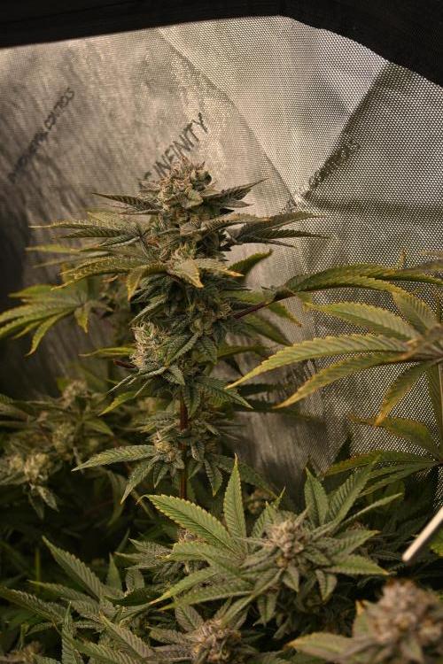 Ocean OG by Robin Hood Seeds - DWC. Week 8