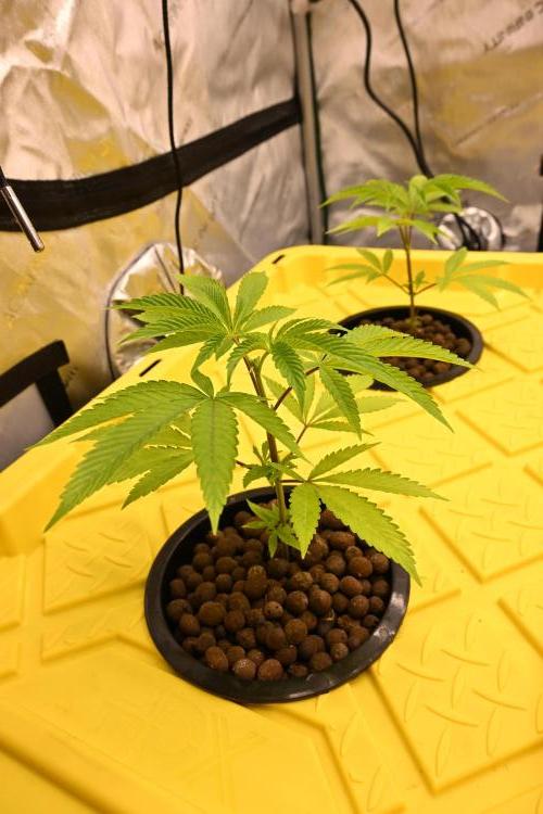 Ocean OG by Robin Hood Seeds. Week 1