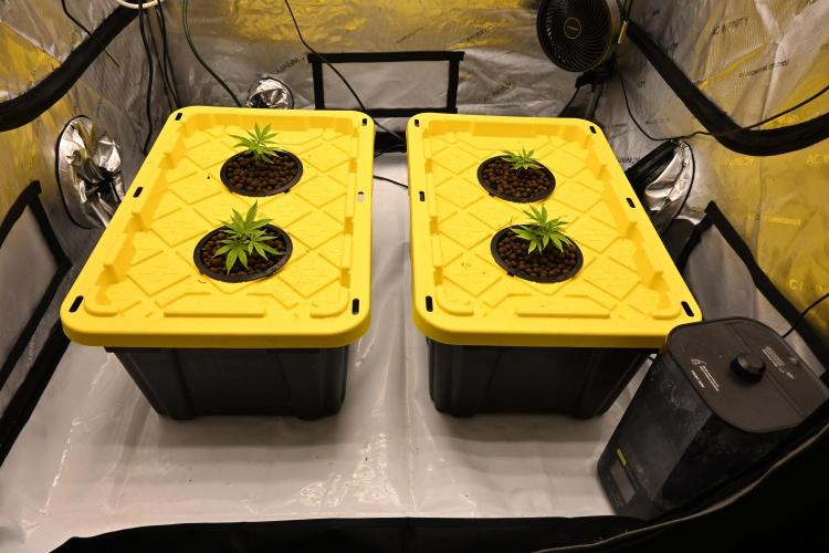 Bubba Kush by Seedsman. Week 1