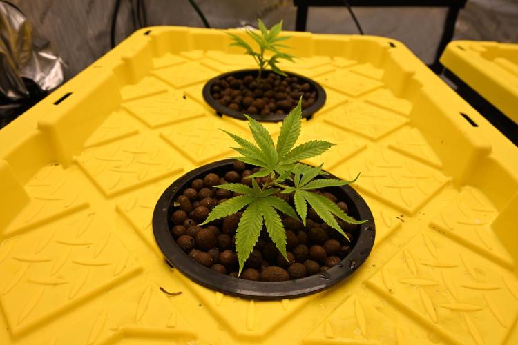 Bubba Kush by Seedsman. Week 1