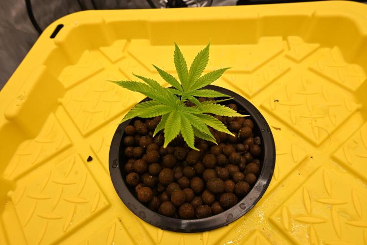 Bubba Kush by Seedsman. Week 1