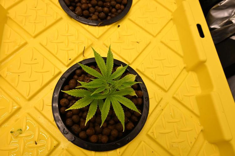 Bubba Kush by Seedsman. Week 1