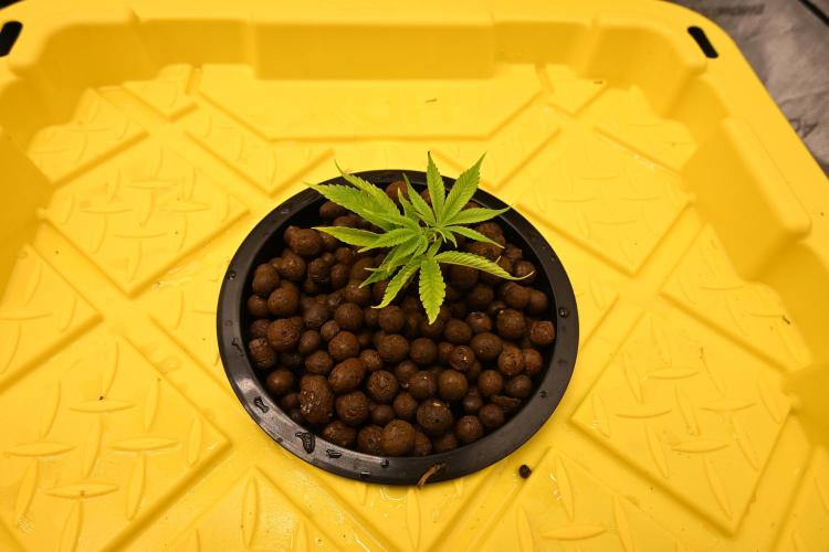 Bubba Kush by Seedsman. Week 1