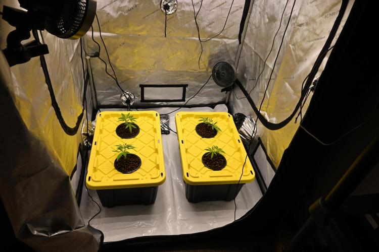 Ocean OG by Robin Hood Seeds. Week 1