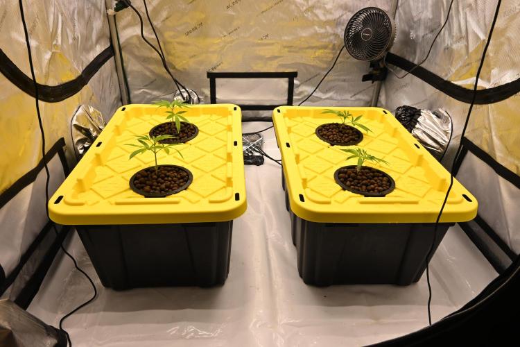 Ocean OG by Robin Hood Seeds. Week 1