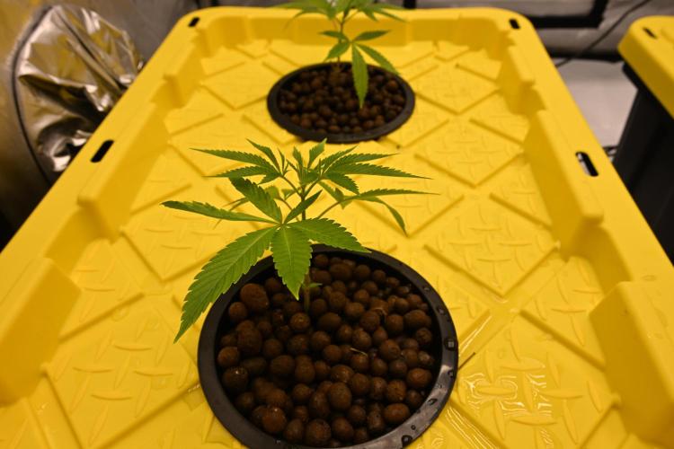 Ocean OG by Robin Hood Seeds. Week 1