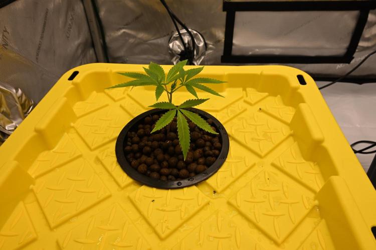 Ocean OG by Robin Hood Seeds. Week 1