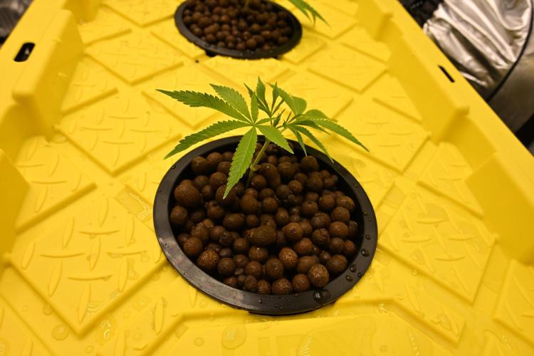 Ocean OG by Robin Hood Seeds. Week 1