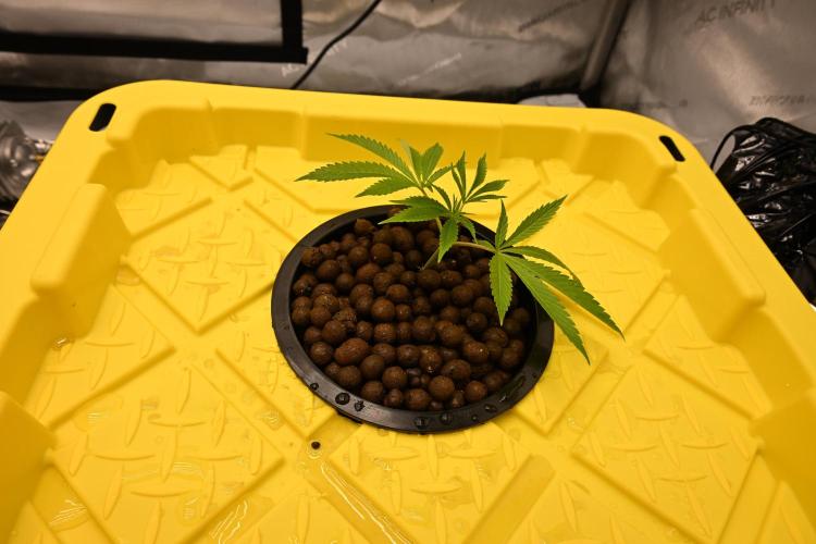 Ocean OG by Robin Hood Seeds. Week 1