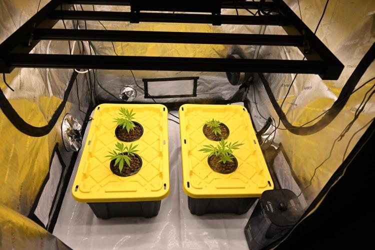 Bubba Kush by Seedsman. Week 1