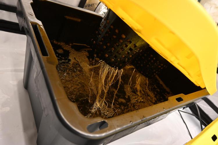 Bubba Kush by Seedsman. Week 1