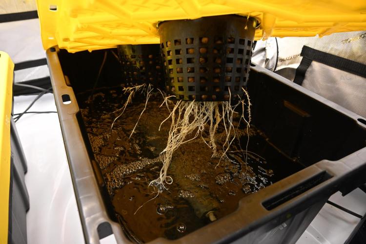 Bubba Kush by Seedsman. Week 1