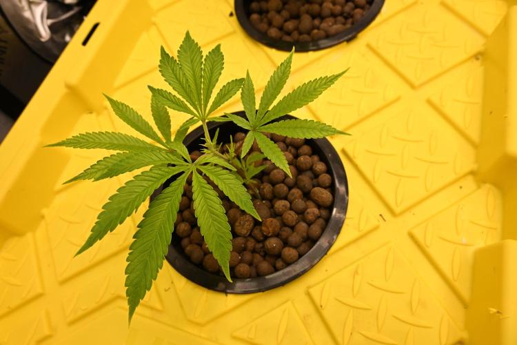 Bubba Kush by Seedsman. Week 1