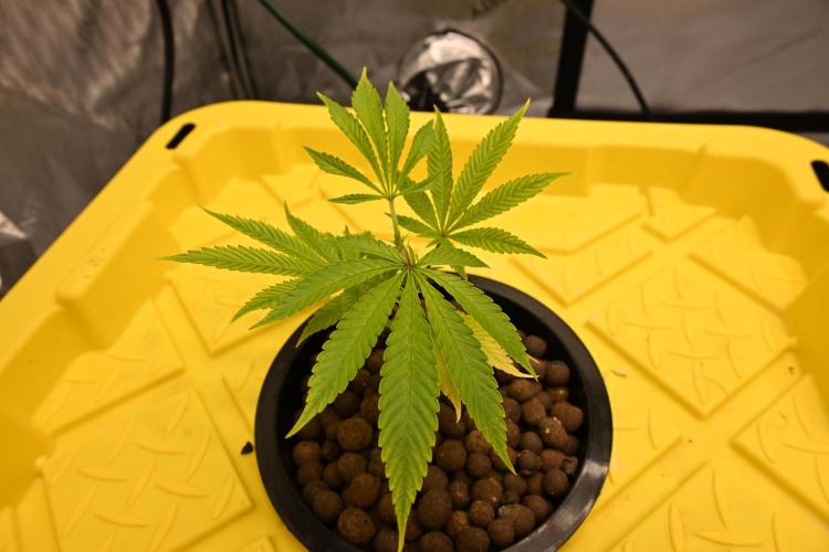 Bubba Kush by Seedsman. Week 1