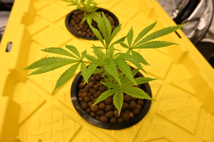 Bubba Kush by Seedsman. Week 1