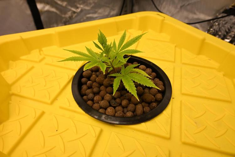 Bubba Kush by Seedsman. Week 1