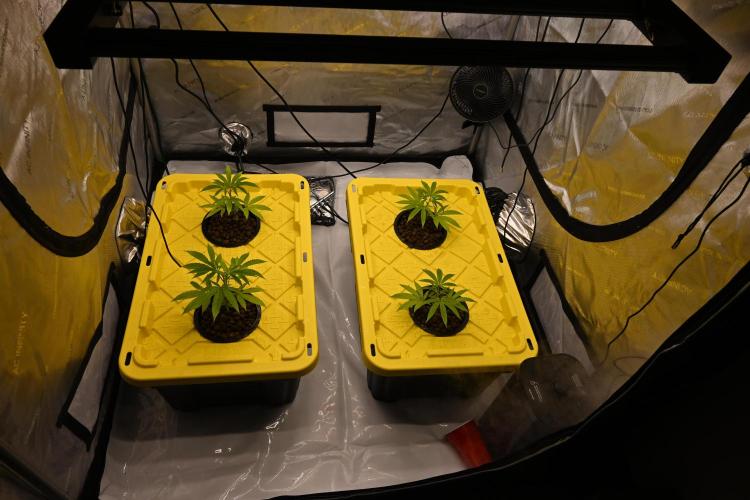 Ocean OG by Robin Hood Seeds. Week 1