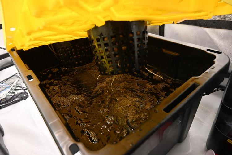 Ocean OG by Robin Hood Seeds. Week 1