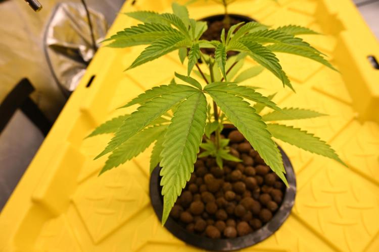 Ocean OG by Robin Hood Seeds. Week 1