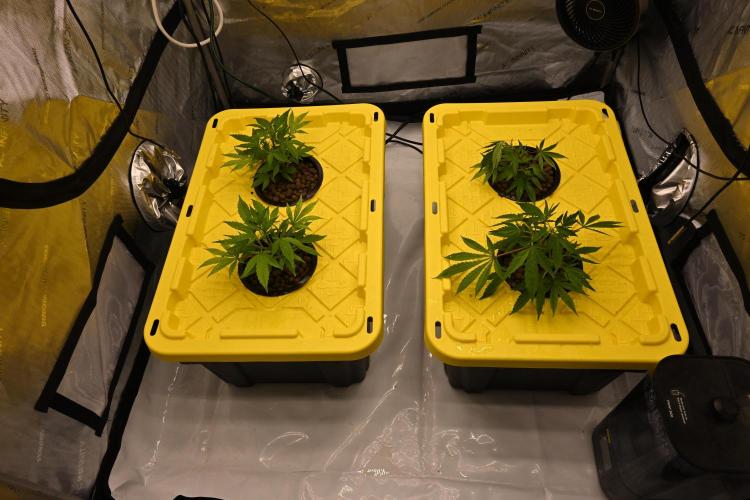 Bubba Kush by Seedsman. Week 2