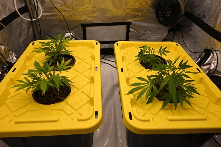 Bubba Kush by Seedsman. Week 2