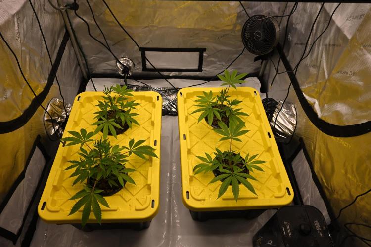 Ocean OG by Robin Hood Seeds. Week 2