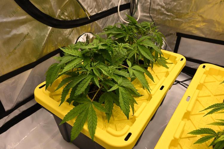 Bubba Kush by Seedsman. Week 3