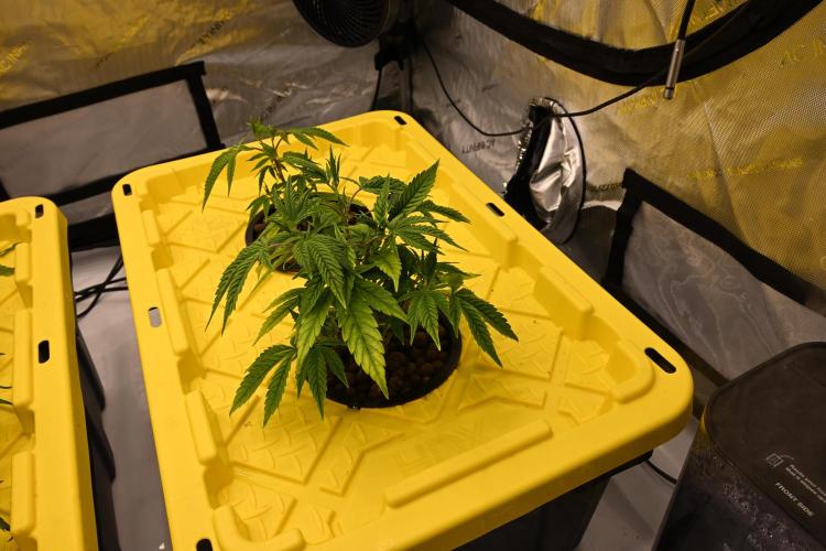 Bubba Kush by Seedsman. Week 3