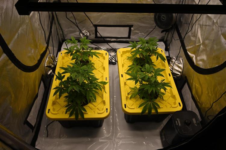 Ocean OG by Robin Hood Seeds. Week 3